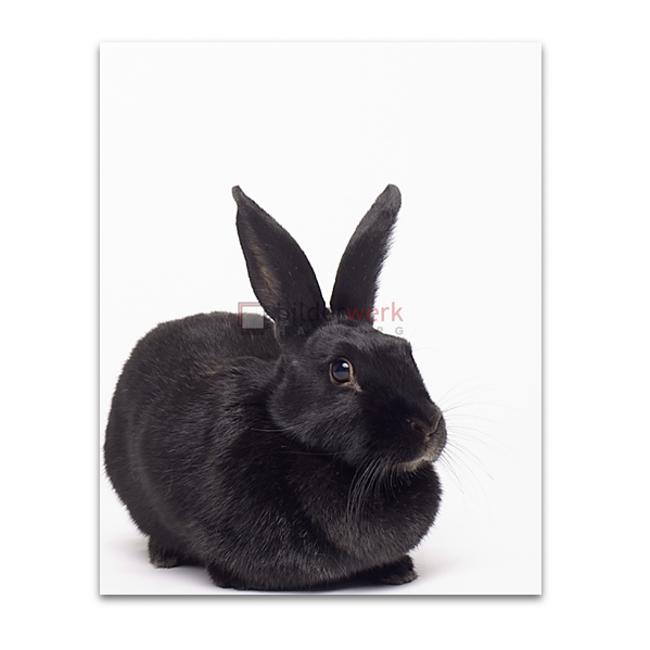 Rabbit 01