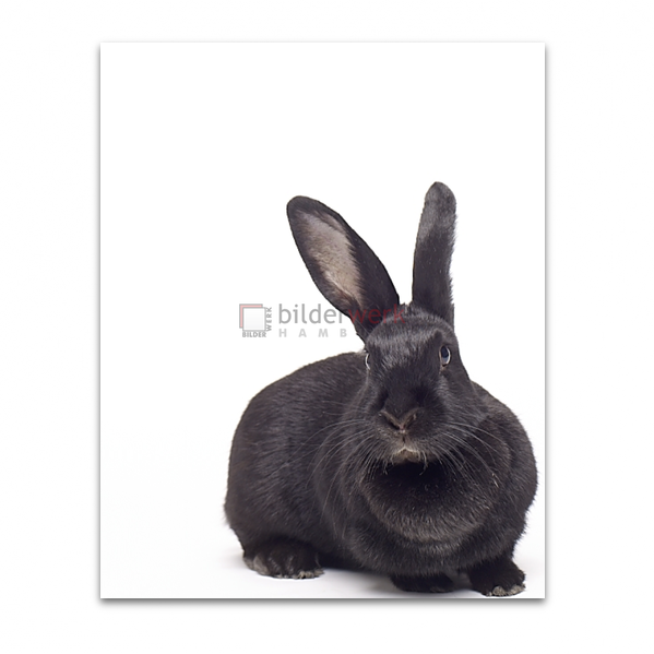 Rabbit 03