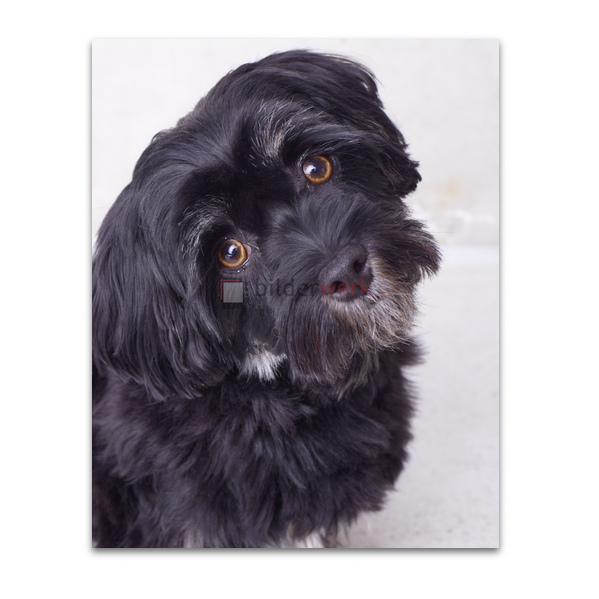 Hunde 27