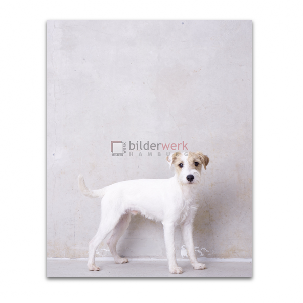 Hunde 35