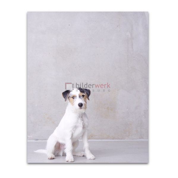 Hunde 38