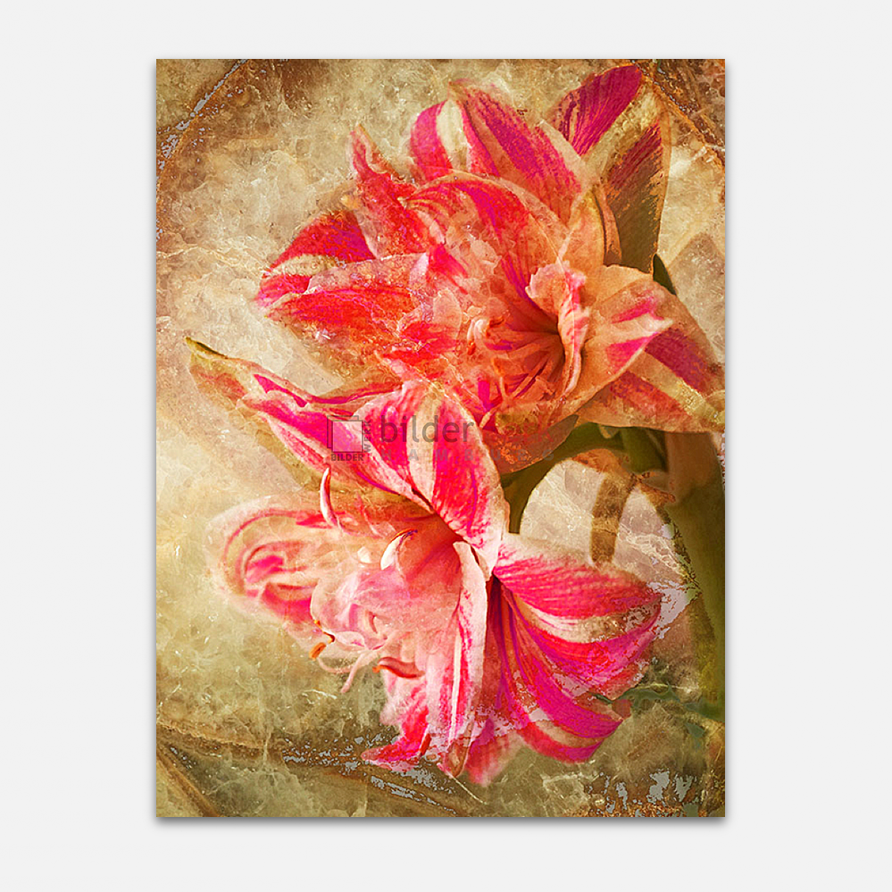 Amaryllis 1