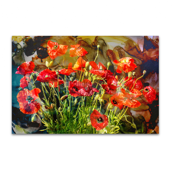 Mohnblumen