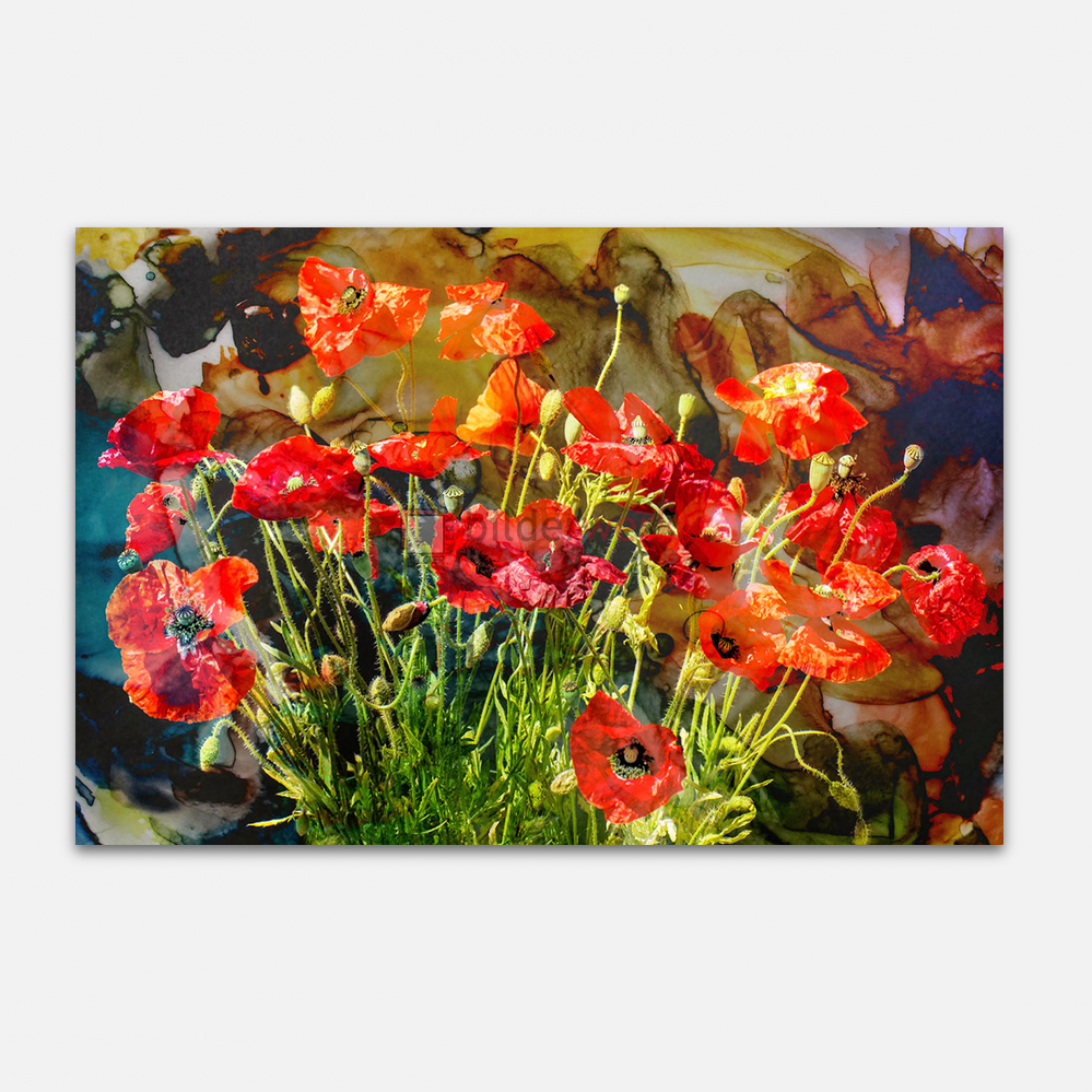 Mohnblumen 1