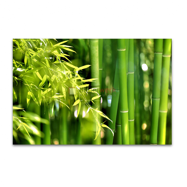 Bamboo