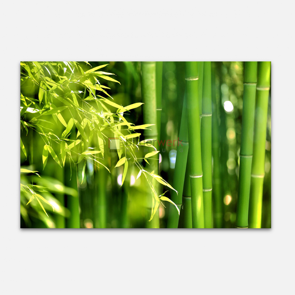 Bamboo 1