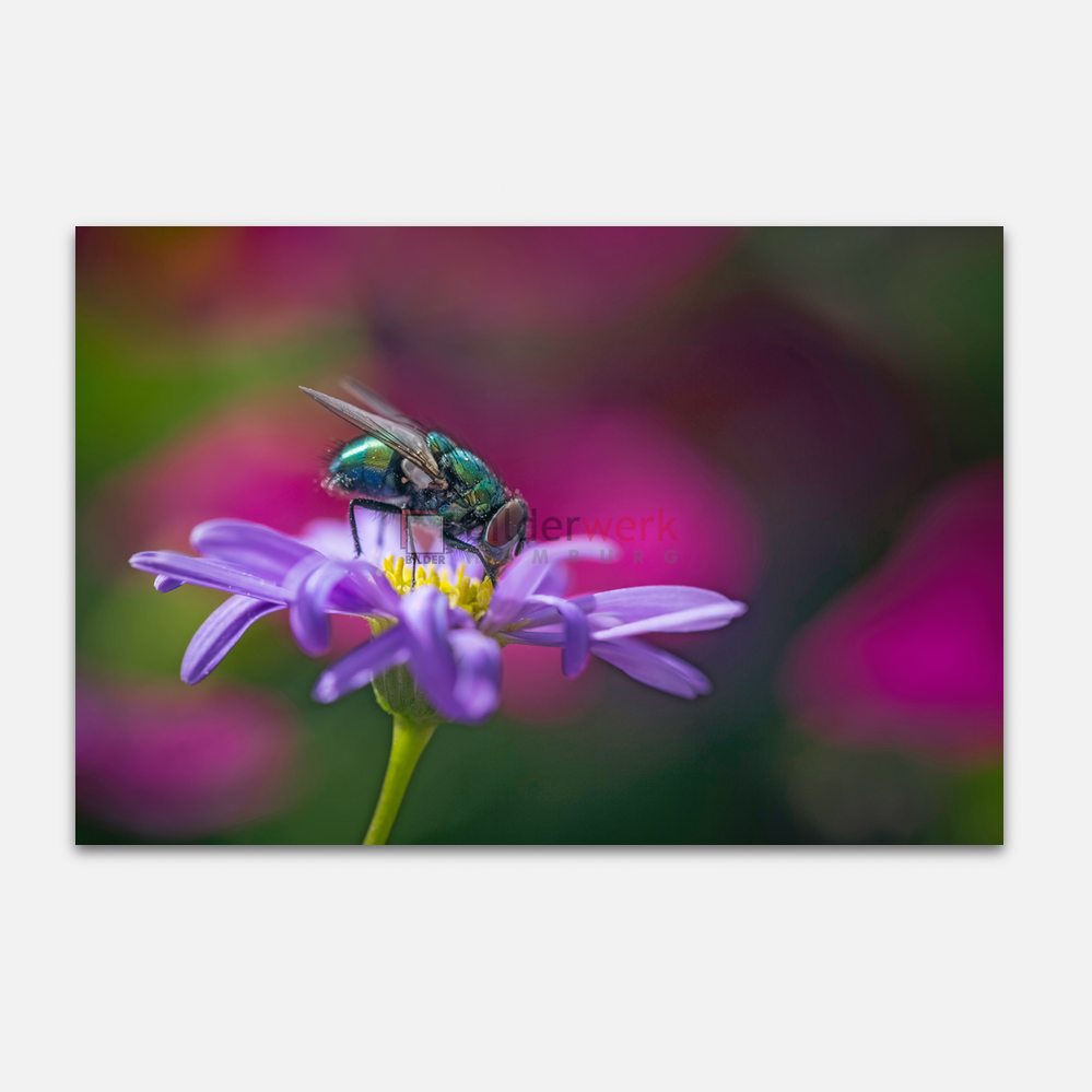 Botanisch 43 1