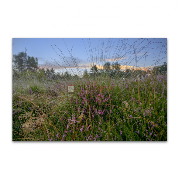 Naturschutzgebiet Wittmoor 05