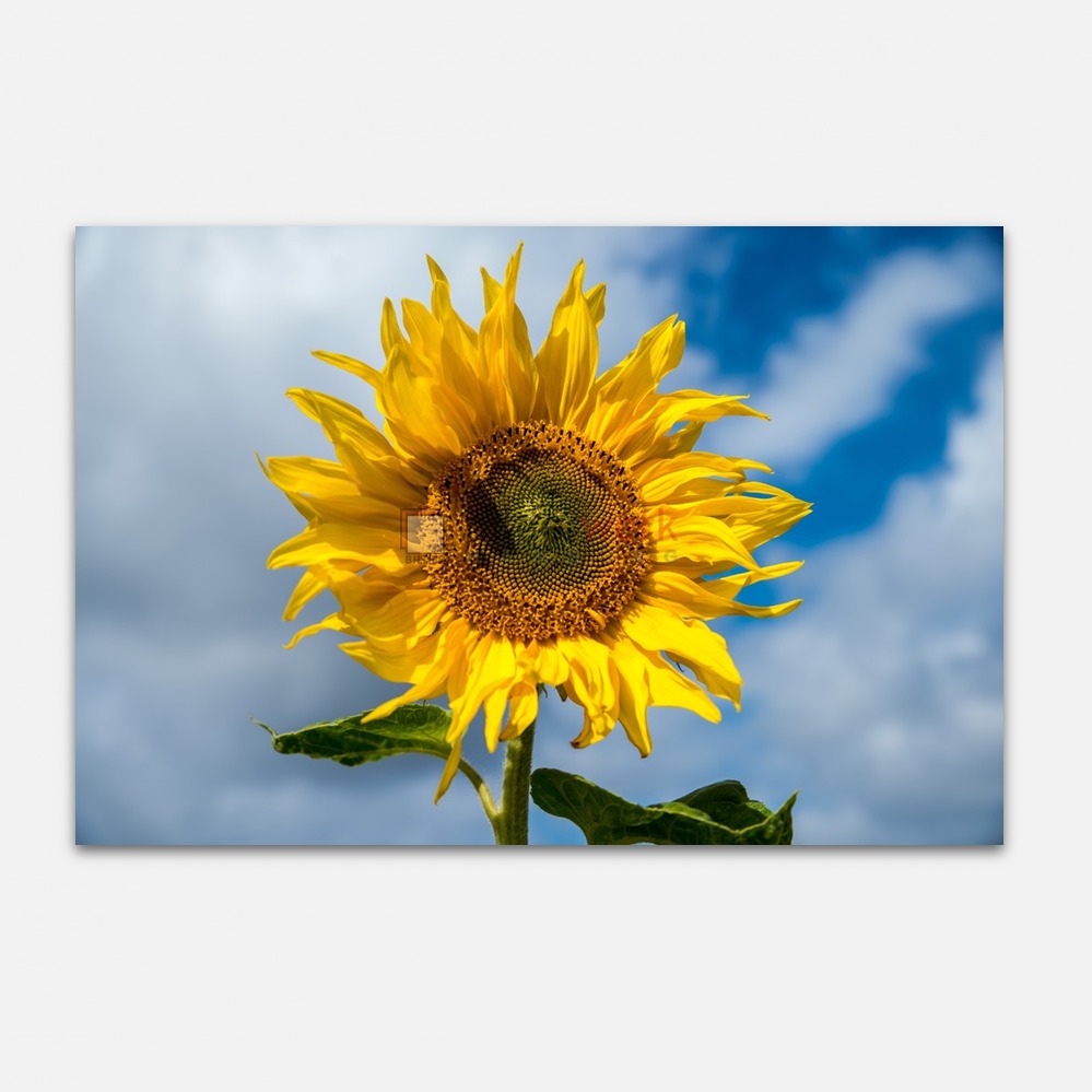 Sonnenblume 1