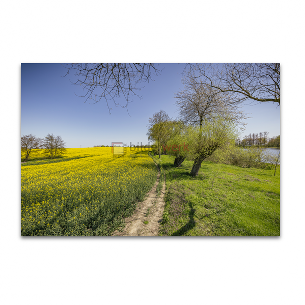 Rapsfeld