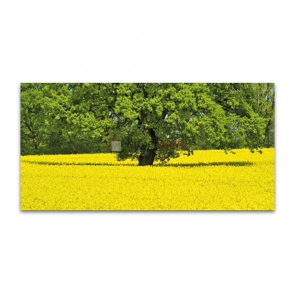Rapsfeld mit Eiche